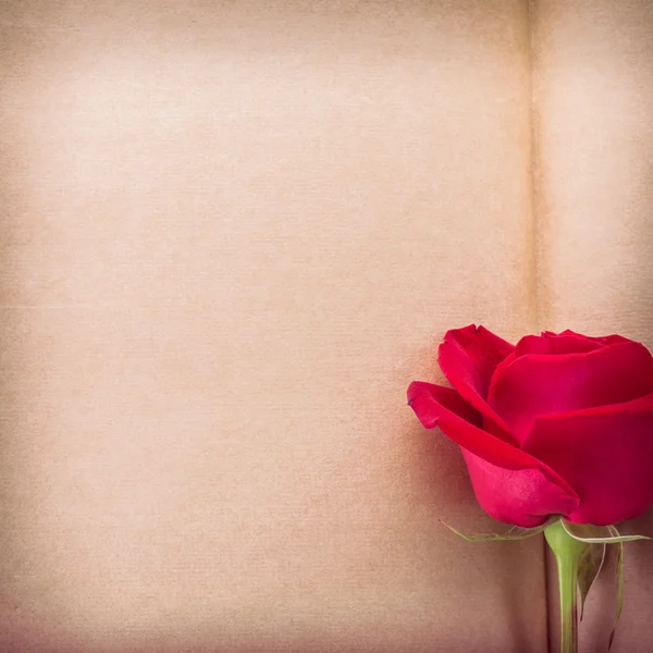 Rosa rossa fiore su carta bianca pagina per creativo il tuo messaggio te — Foto Stock