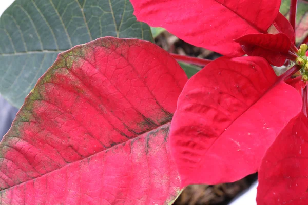 Folha vermelha e verde da árvore poinsettia — Fotografia de Stock