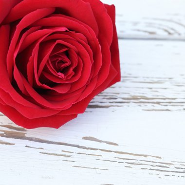 Beyaz ahşap zemin üzerinde kırmızı gül çiçek