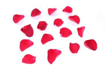 Beyaz arka plan üzerinde izole petal kırmızı gül çiçek