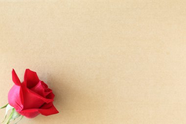 boş kağıt üzerinde kırmızı gül çiçek sayfa için yaratıcı mesajınızı te