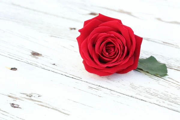 Flor rosa roja sobre fondo de madera blanca — Foto de Stock