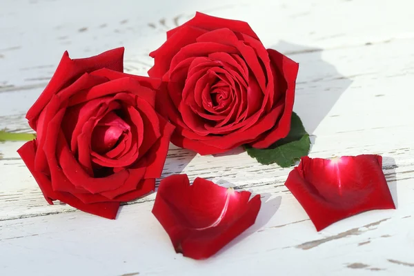 Flor rosa roja sobre fondo de madera blanca —  Fotos de Stock