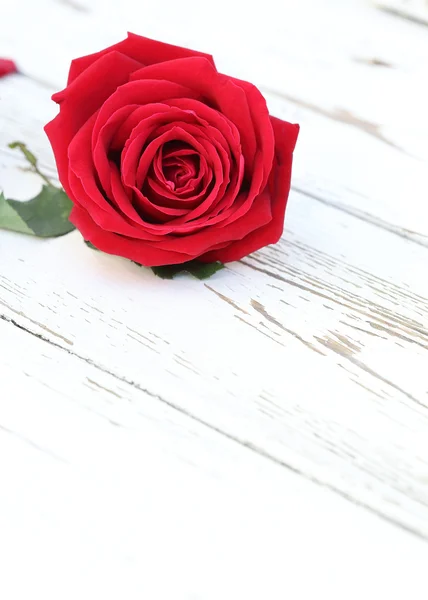 Flor rosa roja sobre fondo de madera blanca — Foto de Stock