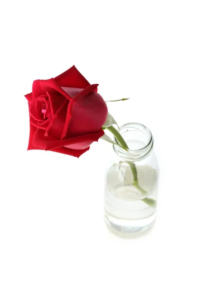 Red rose flower in glass vase isolated on white background — Stock Photo, Image