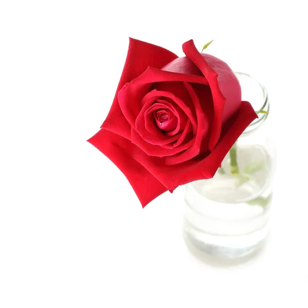 Rosa rossa fiore in vaso di vetro isolato su sfondo bianco — Foto Stock
