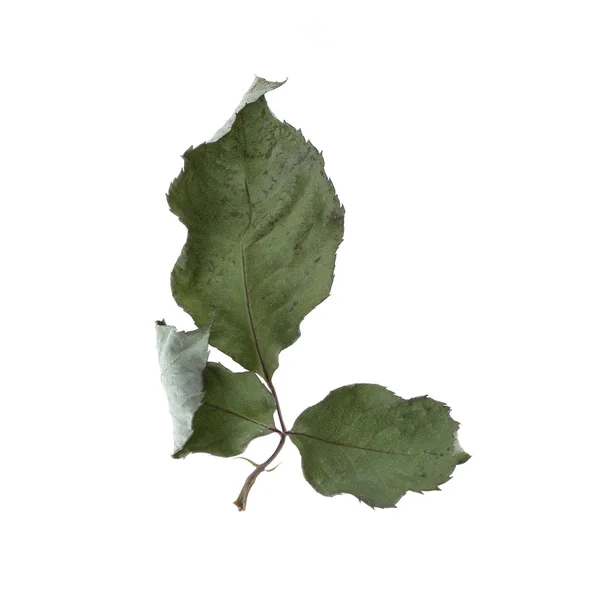 Зеленый сухой лист розовый цветок изолирован на белом фоне — стоковое фото