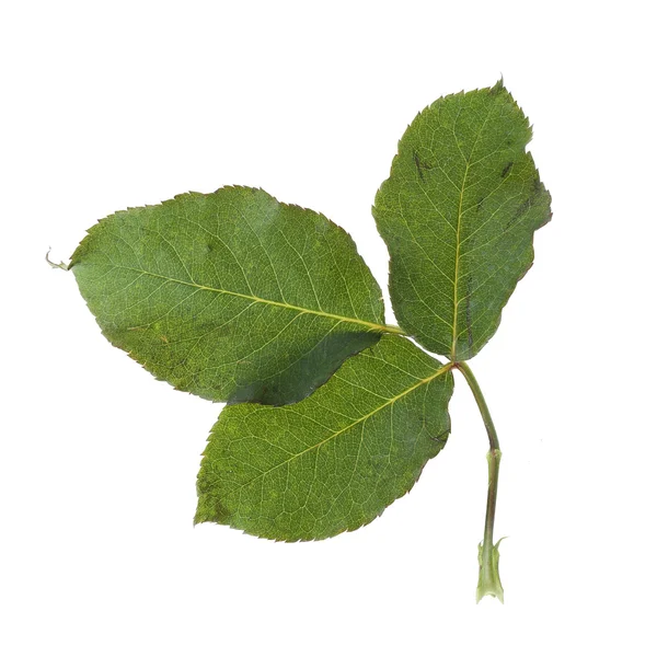 Hoja verde rosa flor aislada sobre fondo blanco —  Fotos de Stock