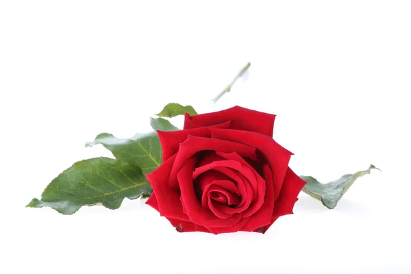 Rote Rose Blume isoliert auf weißem Hintergrund — Stockfoto