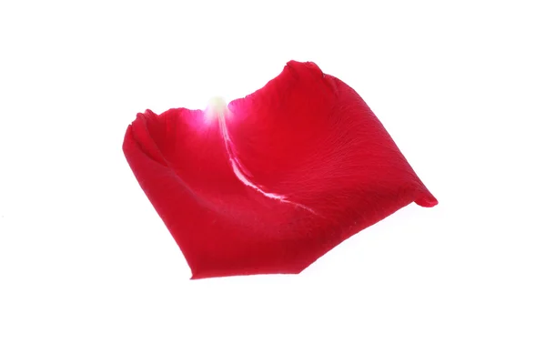 Beyaz arka plan üzerinde izole petal kırmızı gül çiçek — Stok fotoğraf