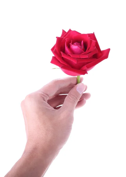 Hand met een rood roze bloem geïsoleerd op witte achtergrond — Stockfoto