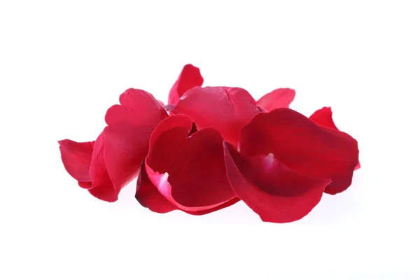 Petal red rose flower isolated on white background — Stock Photo, Image