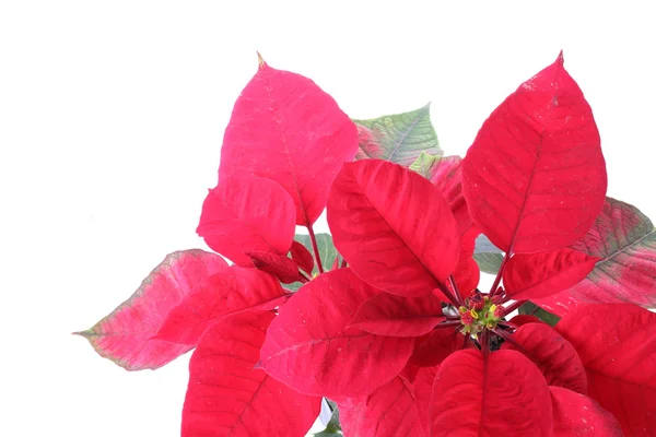 Árbol de poinsettia rojo aislado sobre fondo blanco — Foto de Stock