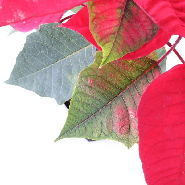 Árbol de poinsettia rojo aislado sobre fondo blanco — Foto de Stock