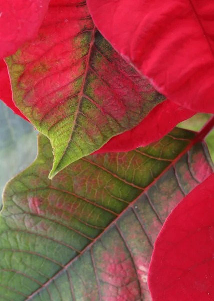 Hoja roja y verde del árbol de la poinsettia —  Fotos de Stock