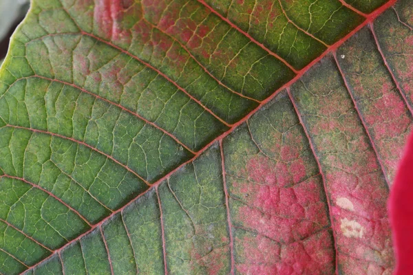 Hoja roja y verde del árbol de la poinsettia — Foto de Stock