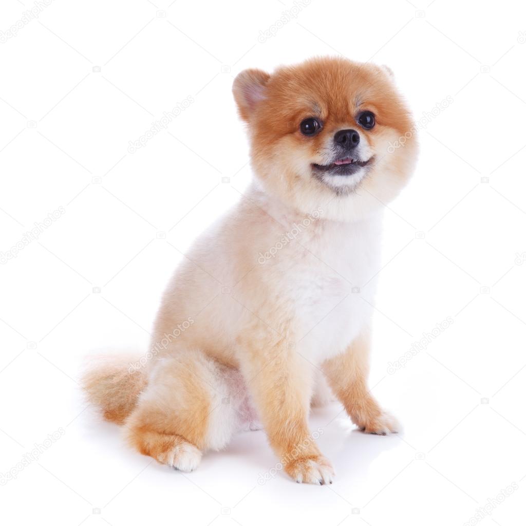 pomeranian dog brown short hair