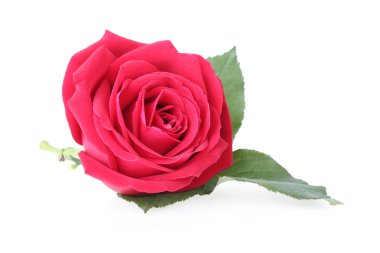 kırmızı gül beyaz arkaplanda izole