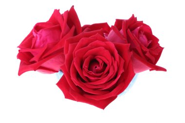 Beyaz arkaplanda izole kırmızı gül çiçeği
