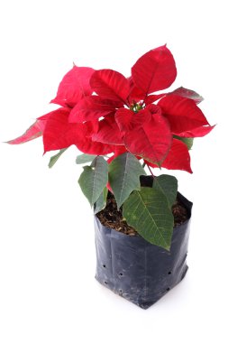 Beyaz arka plan üzerinde izole kırmızı Atatürk çiçeği çiçek