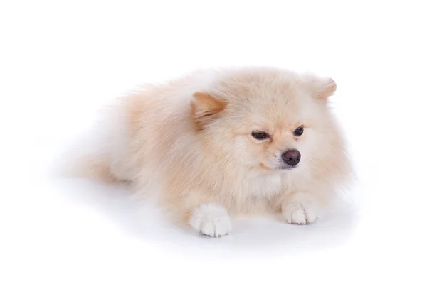 Cane cucciolo pomerania bianco — Foto Stock