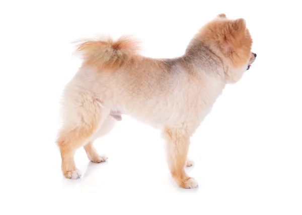Pomeranian dog brown short hair — Stock Photo, Image