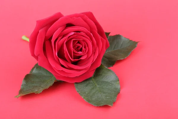 Czerwona róża na czerwonym tle — Zdjęcie stockowe