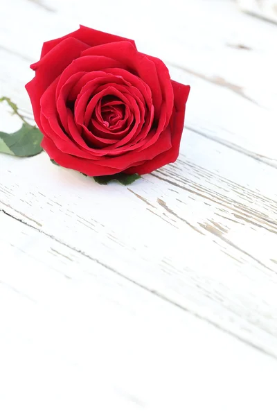 Flor rosa roja sobre fondo de madera blanca — Foto de Stock