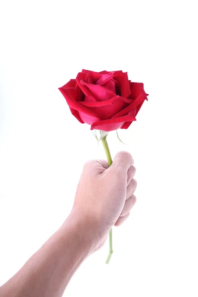 Рука держа красный цветок розы изолированы на белом фоне — стоковое фото