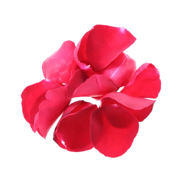 Petal red rose flower isolated on white background — Stock Photo, Image