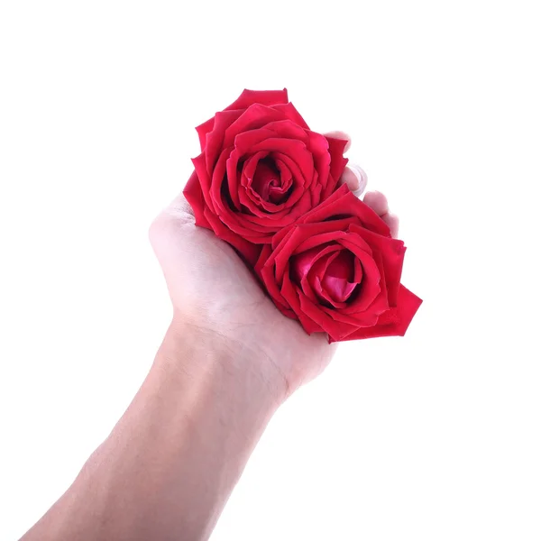 Mano che tiene un fiore di rosa rossa isolato su sfondo bianco — Foto Stock