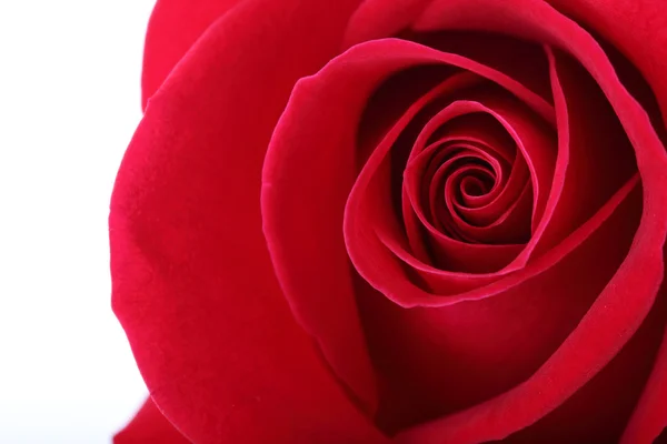 Red rose flower background — Stock Photo, Image