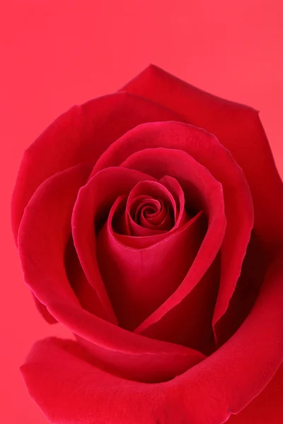 Red rose flower with beautiful petals shape heart — Stock Photo, Image