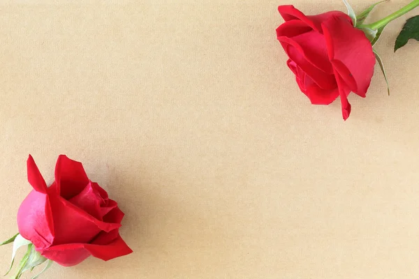 Rosa roja en la página de papel en blanco para creativo —  Fotos de Stock