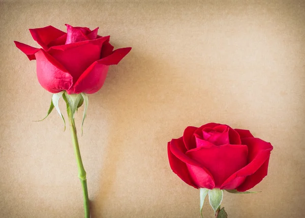 Röd ros blomma på blankt papper sida för kreativa — Stockfoto