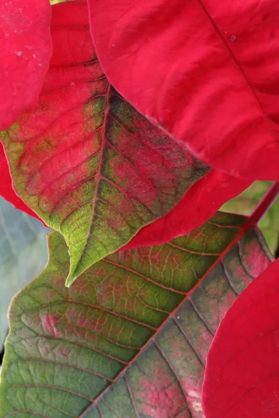 Hoja roja y verde del árbol de la poinsettia — Foto de Stock