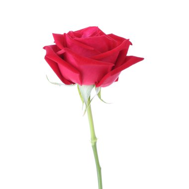 Beyaz arkaplanda izole kırmızı gül çiçeği