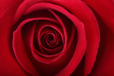 kırmızı gül arkaplanı