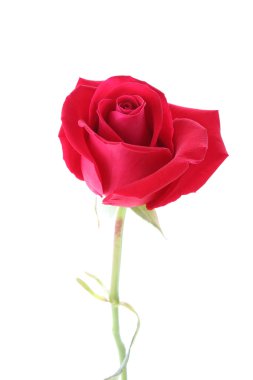 Beyaz arkaplanda izole kırmızı gül çiçeği