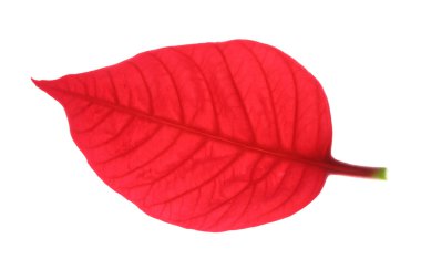 Atatürk çiçeği Noel ağacının kırmızı yaprak