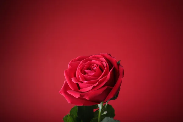 Red rose on red background — Stock Photo, Image