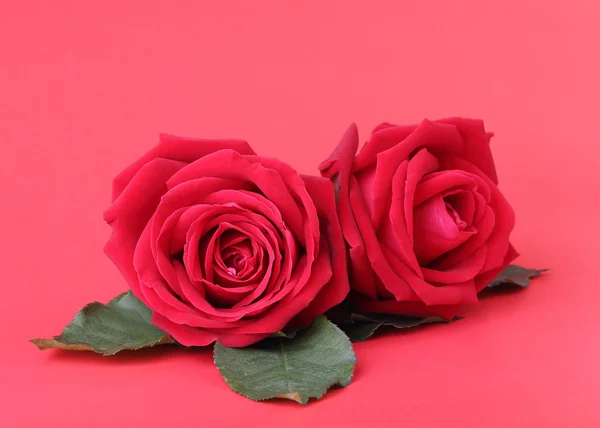 红玫瑰红色背景上 — 图库照片