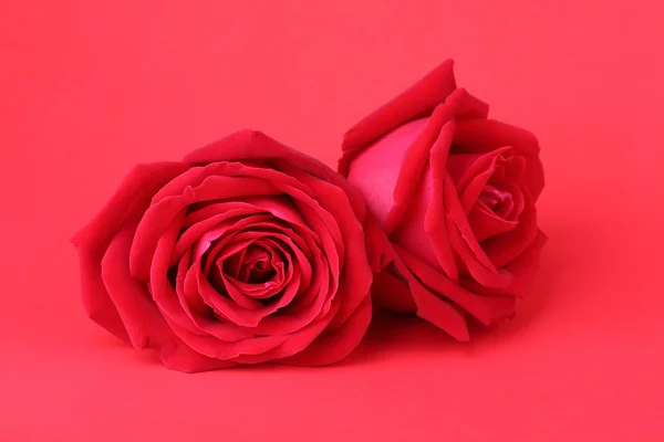 Vörös rózsa, piros háttér — Stock Fotó