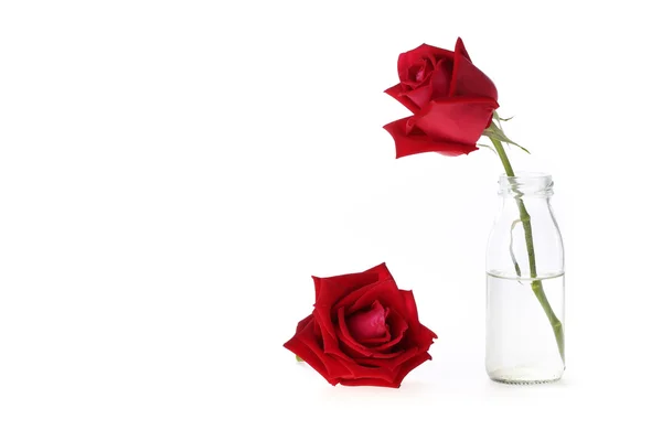 Flor de rosa roja en jarrón de vidrio aislado sobre fondo blanco —  Fotos de Stock