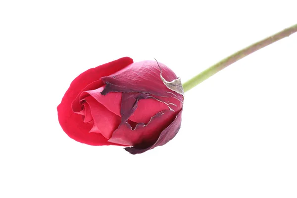 Red rose flower isolated on white background — Stock Photo, Image