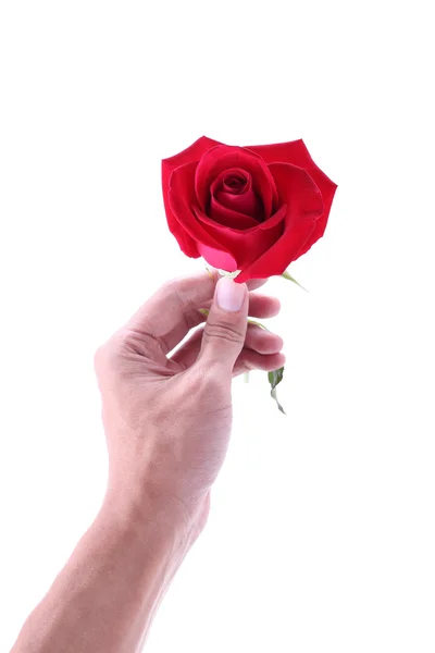 Hand met een rood roze bloem geïsoleerd op witte achtergrond — Stockfoto