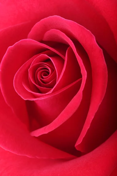 Flor de rosa vermelha com belas pétalas forma coração — Fotografia de Stock