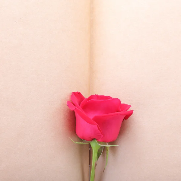 Red rose flower on blank paper page for creative — Stock Photo, Image