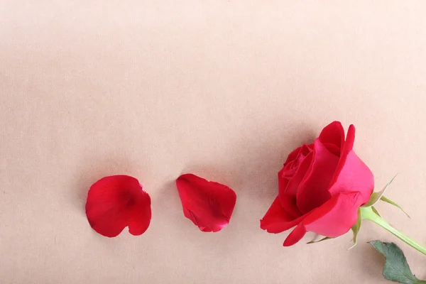 Red rose flower on blank paper page for creative — Stock Photo, Image