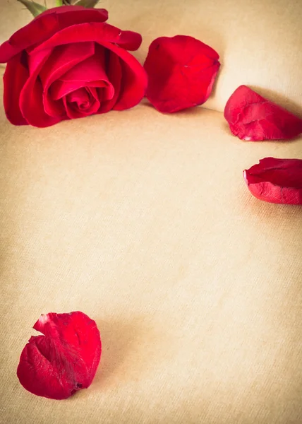 Red rose flower on blank paper page for creative — Stock Photo, Image